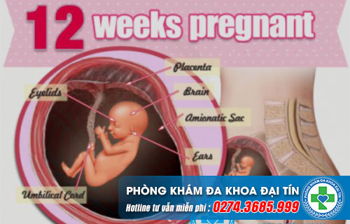 13 неделе беременности плацента. Плод на 14 неделе беременности. 13 Недель беременности размер плода. 11 Недель беременности.